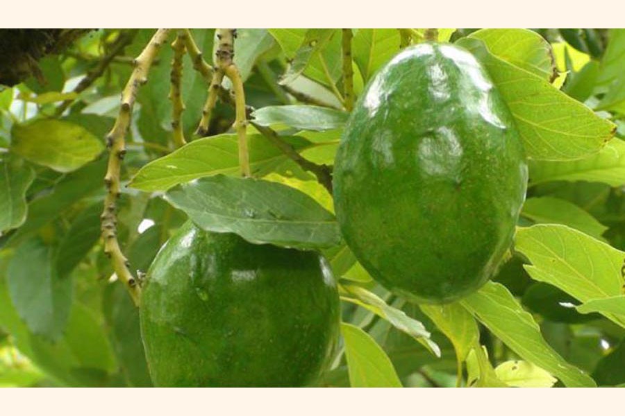 Farmimg of avocado fruit gaining popularity in Rajshahi and Chapainawabganj	— FE Photo