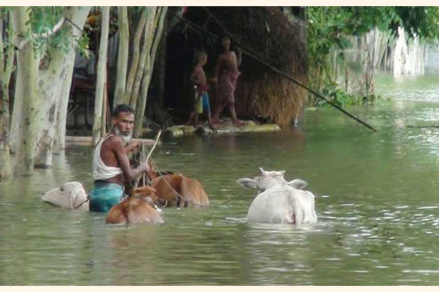 1,787 cattle, poultry farms affected by flood: Report