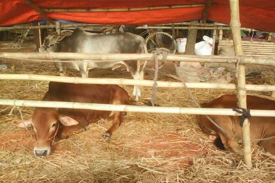 Cattle markets in city getting prepared ahead of Eid-ul-Azha