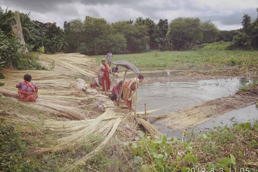 A group of female workers at Charnarayandia under Gopalganj Sadar separating fibre from jute stalks beside a water body on Thursday 	— FE  Photo