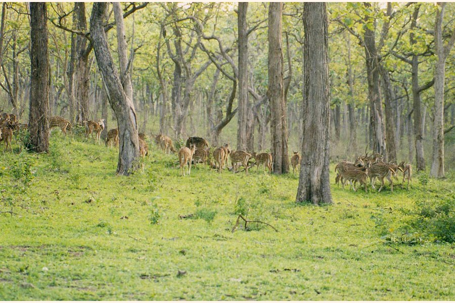 Bandipur National Park