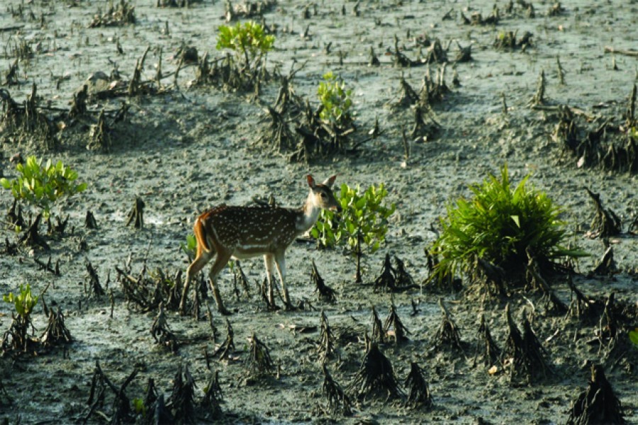 Ensuring sustainability of Sunderbans   