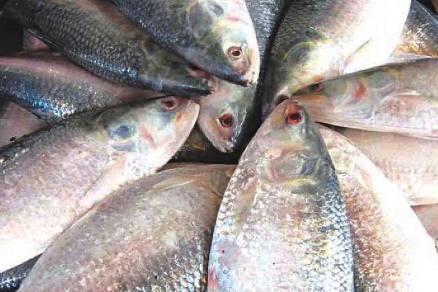 Abundant hilsa supply brings down prices in Chandpur