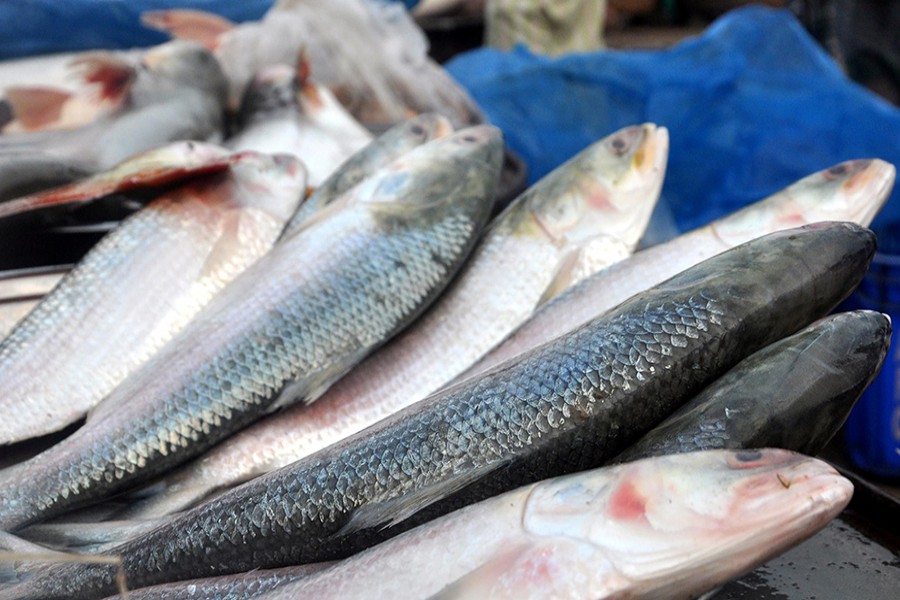 Hilsa price remains high despite increased supply