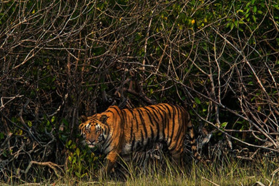Sundarbans tigress wasn’t killed by poachers: Investigators