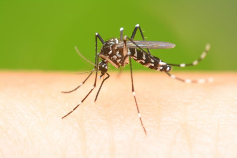 Satkhira woman dies of dengue