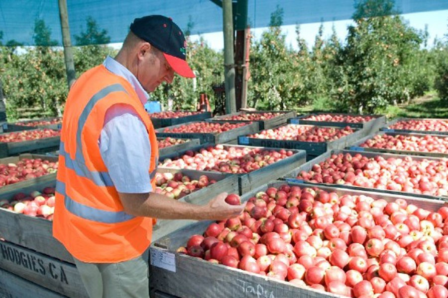 New Zealand fruit exports boost wholesale trade