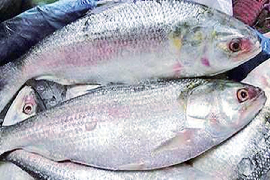 22-day ban on catching, selling Hilsa from Oct 9