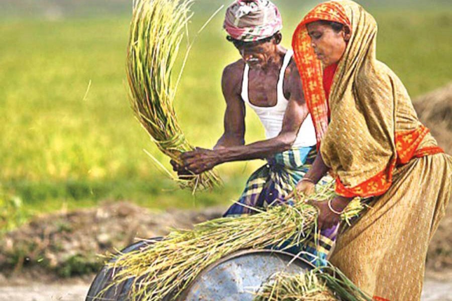 Aus farmers facing same price debacle