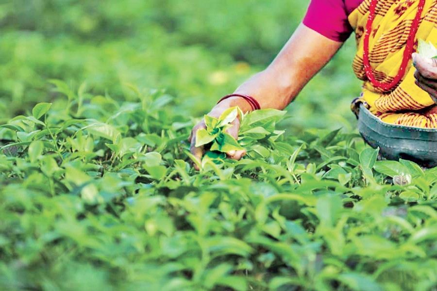 Smuggling threatens tea trading