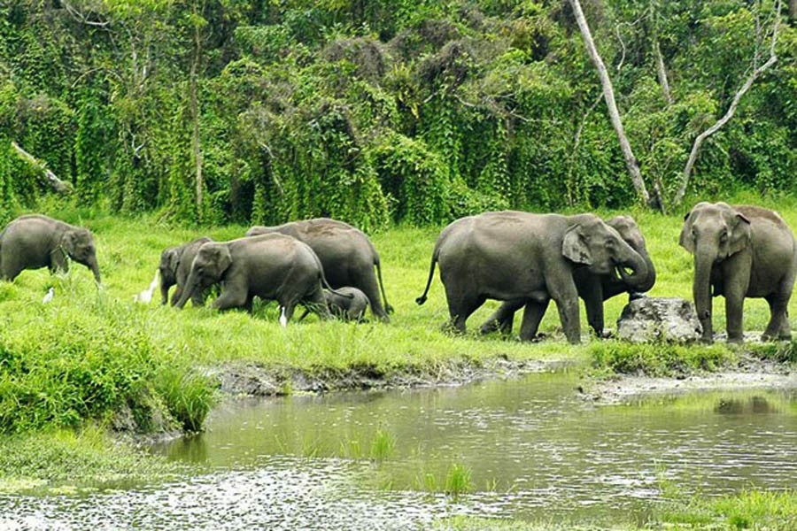 Govt plans to create corridors for elephants, tigers