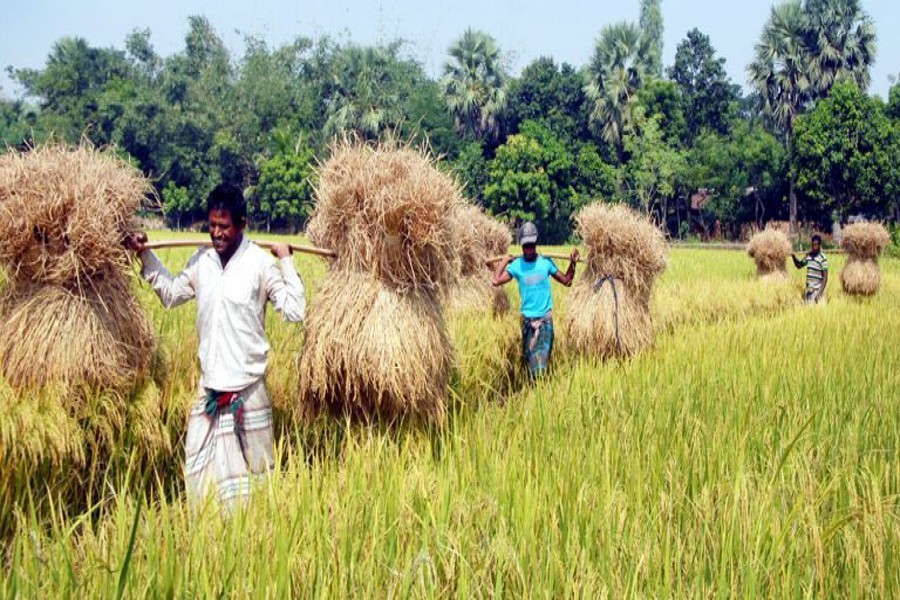 Record paddy yield makes no difference to farmers