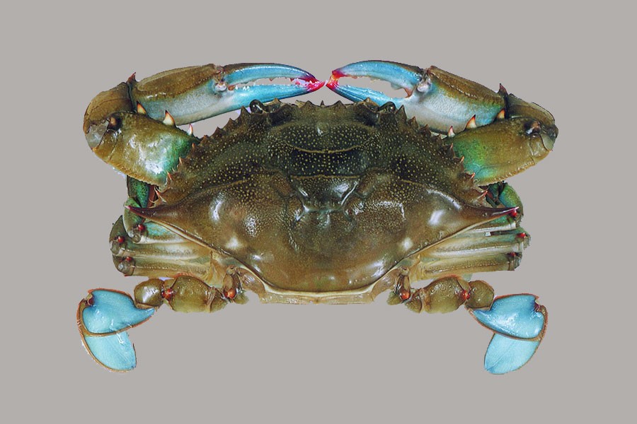 Soft-shell crab creating scope of export, job