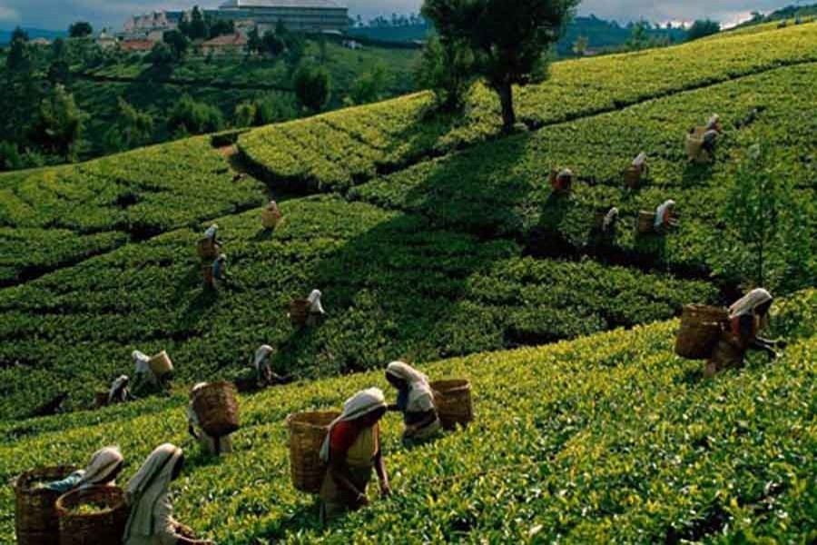 Govt forms wage board for tea workers