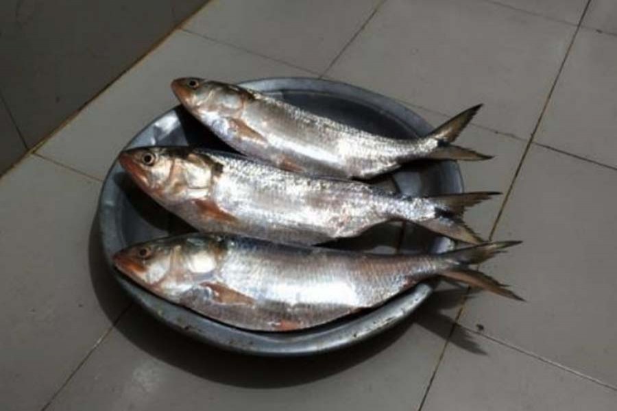 Hilsa fishing resumes as 22-day ban ends