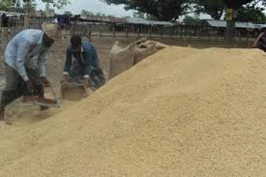 Govt to procure Aman paddy from farmers at Tk 26 per kg