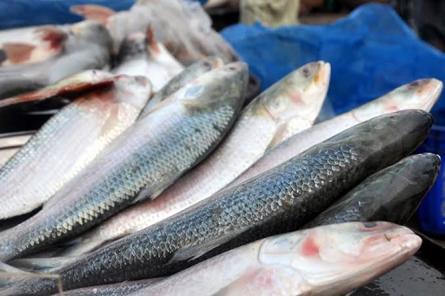 Hilsa prices drop after lifting fishing ban