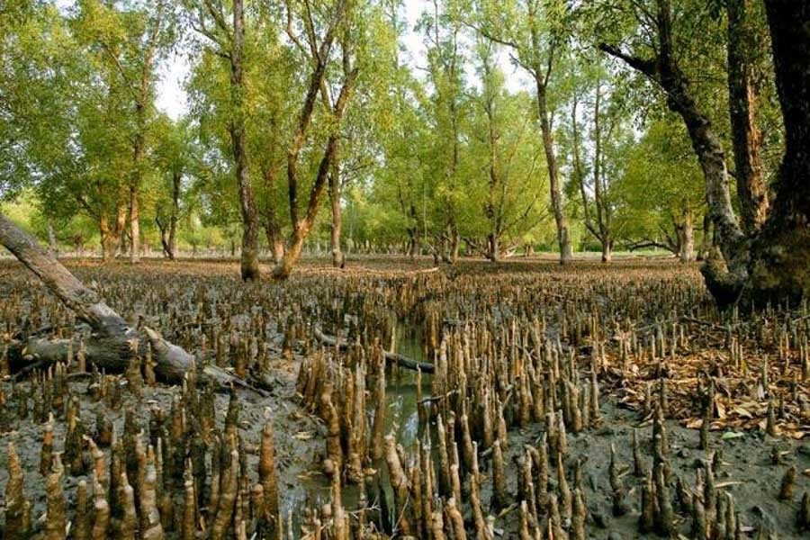 60 detained with deer traps at Sundarbans