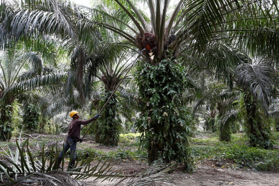 Indian traders resume buying Malaysian palm oil