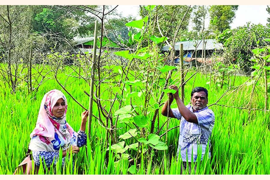 A farmer couple taking care of their bottle gourd plants growing in a paddy field in Jashpur village of Goliara Union under Cumilla South Sadar upazila	— FE Photo