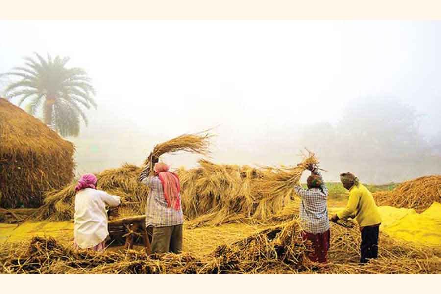 Celebrating Hemanta -the dusky month