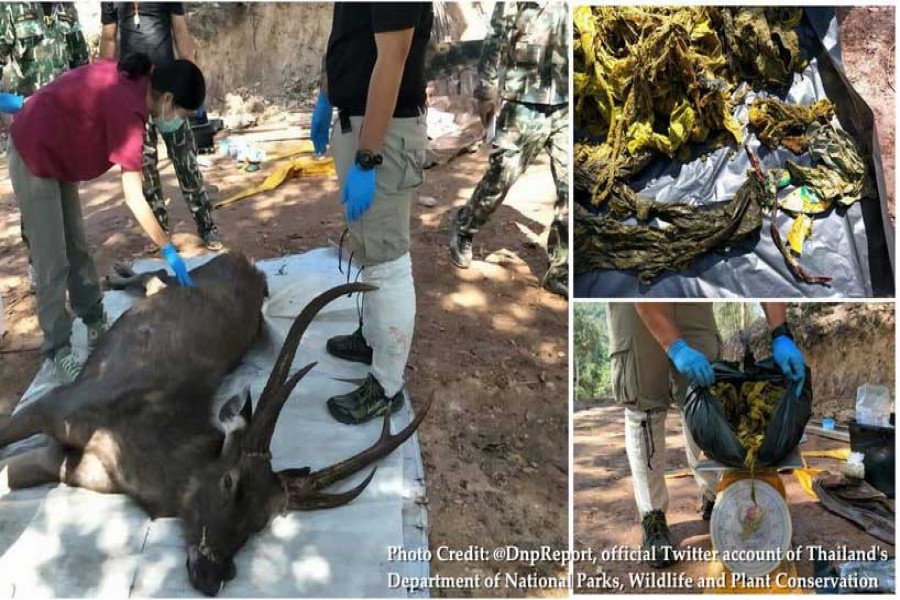 Seven kgs of plastic waste found in dead deer's stomach in Thailand