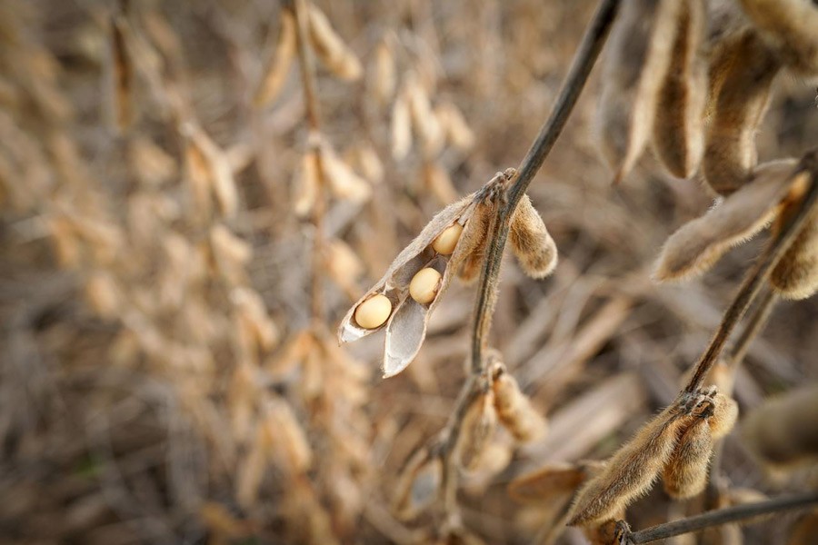 China to waive tariffs for some US soybeans, pork