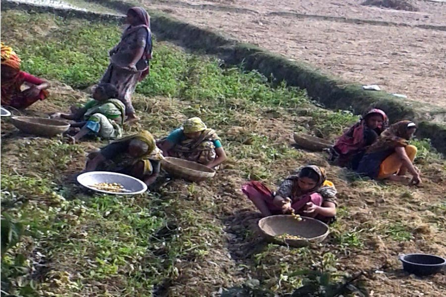 Bangladesh doing well in Global Hunger Index: Minister