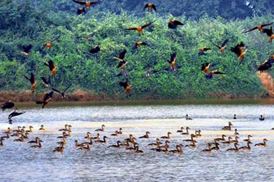 Migratory birds heading towards northern water bodies