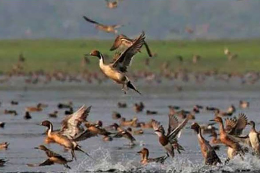 A flock of migratory birds enjoying in water of the Kadam Beel under Sharsha upazila of Jashore district   	—  FE Photo