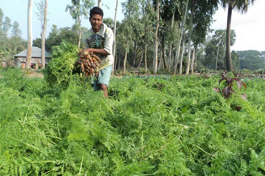 A carrot farmer harvesting his produce at a field under Adamdighi upazila of Bogura 	— FE Photo