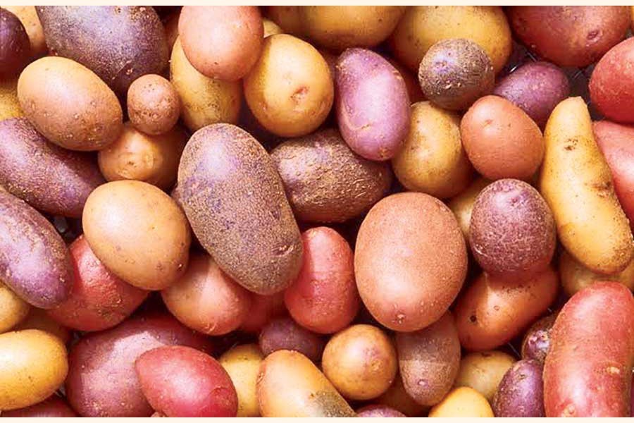 Govt takes measures to boost potato export