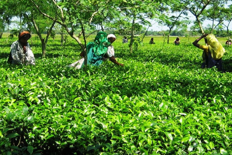 Panchagarh likely to see highest-ever tea production