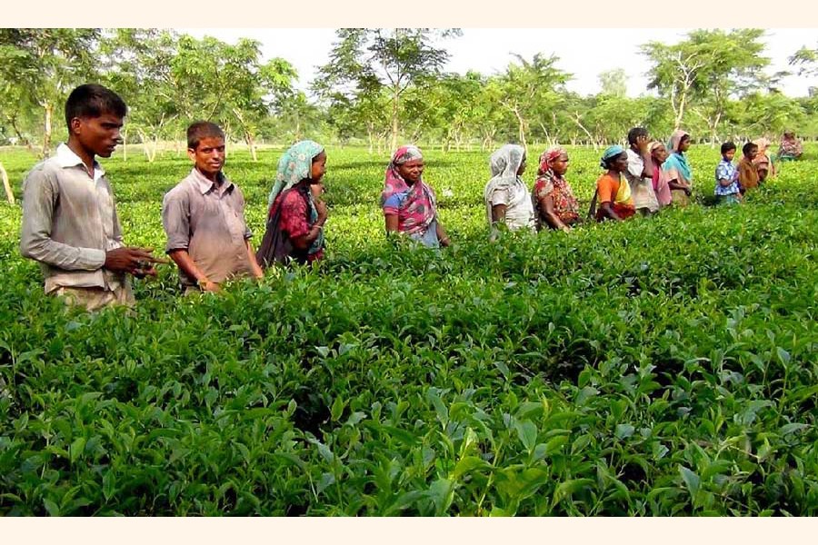 Labourers working in a tea garden in Panchagarh 	— UNB Photo