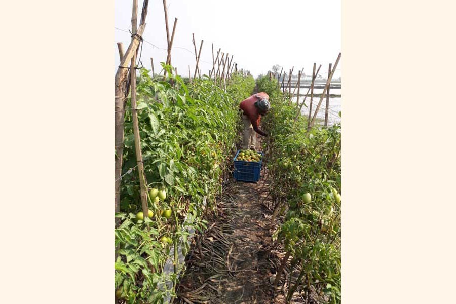 A tomato farmer harvesting his produce at a field at Raghunathpur under Gopalganj Sadar upazila 	— FE Photo