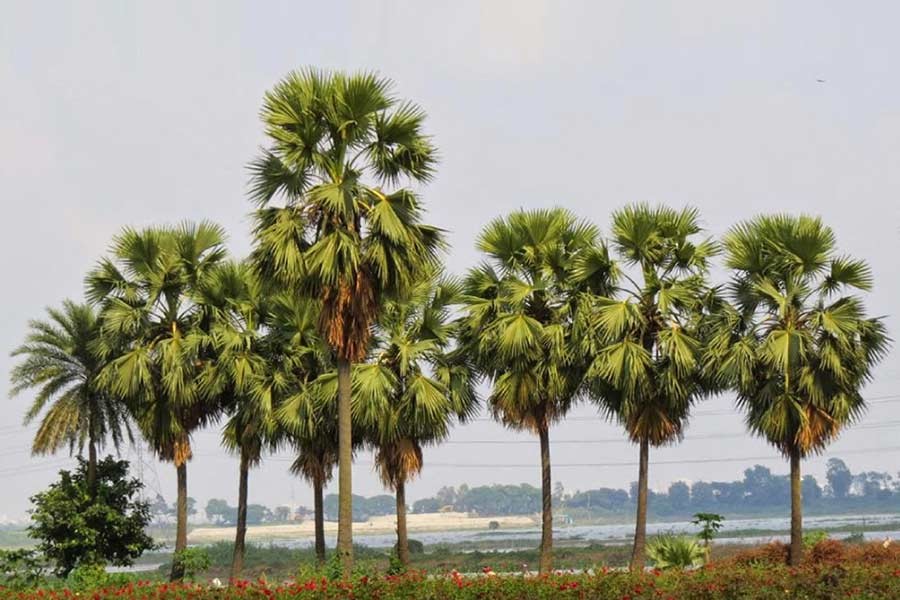 3.8m palm trees planted to minimise impacts of lightning strikes