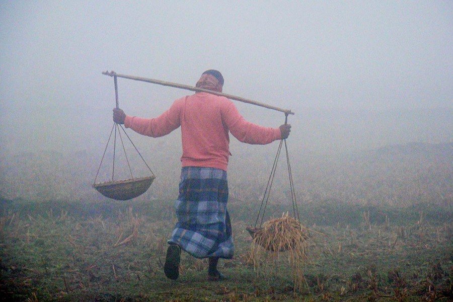Heavy fog affects Robi crops
