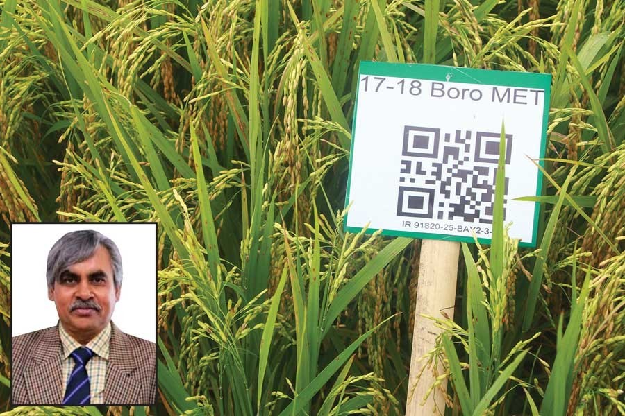 New HYV rice developed