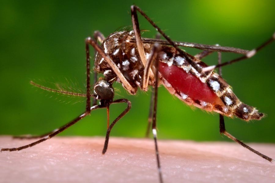 47 dengue patients receiving treatment across country