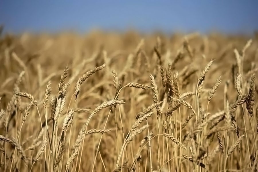 Wheat acreage continues to shrink as farmers switch to other crops