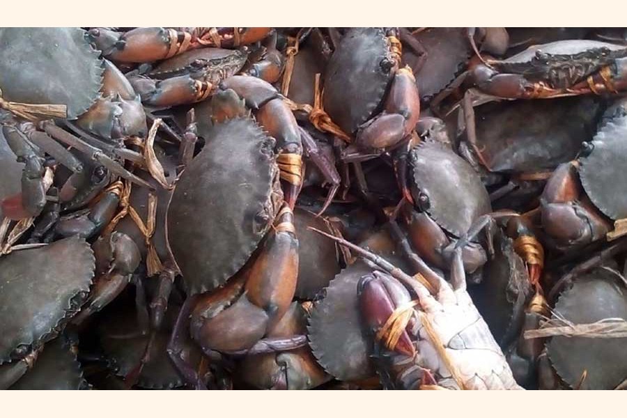 Govt bans crab collection in Sundarbans, adjacent areas