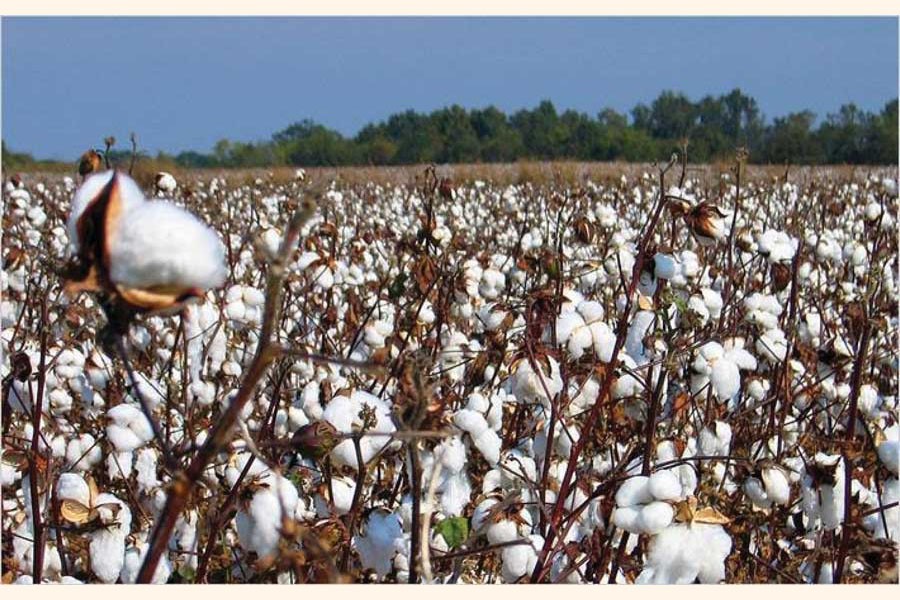 Cotton sector leaders from the United States want Bangladesh to lift the old fumigation rules on the import of US cotton as the process imposes an additional cost burden on the importers and spinners and results in increased lead time. American Cotton Shippers Association (ACSA) president Raymond Faus recently urged Bangladesh to review the unfair restrictions.  	—Courtesy Fibre2Fashion News Desk - India via the Internet