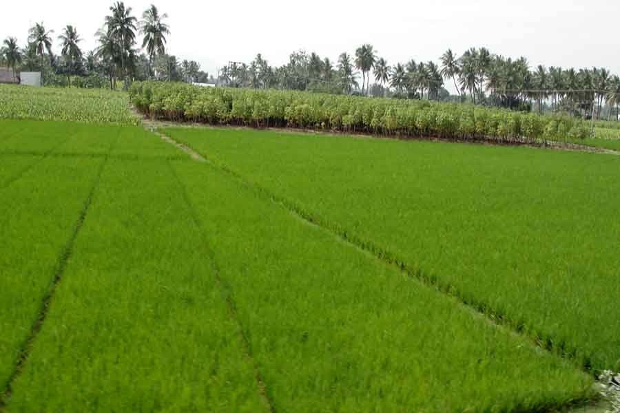 Digital application for land mutation starts Mar 17