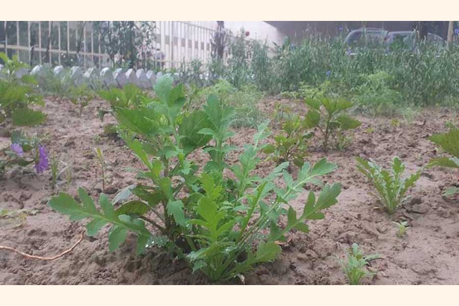 Poppy being cultivated at the garden of Centre for Scientific and Industrial Research, Rajshahi 	— FE Photo