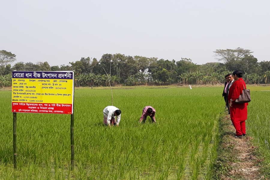 Paddy farmers working on a BRRI Dhan-58 field at Gonapara of Gobra union under Gopalganj Sadar upazila	— FE Photo