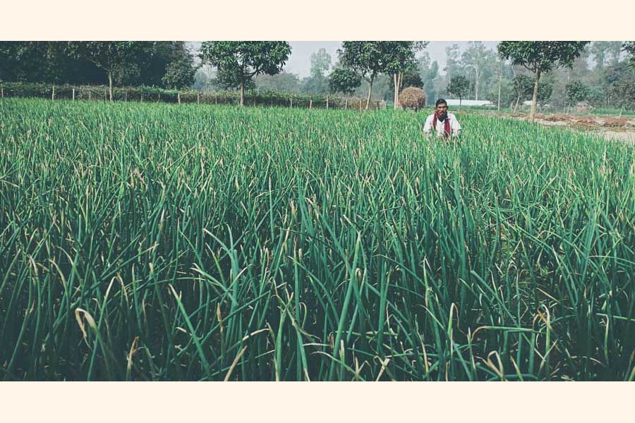 A farmer taking care of his onion field at Rupshi village of Ranipukur union under Mithapukur upazila of Rangpur   	— FE Photo