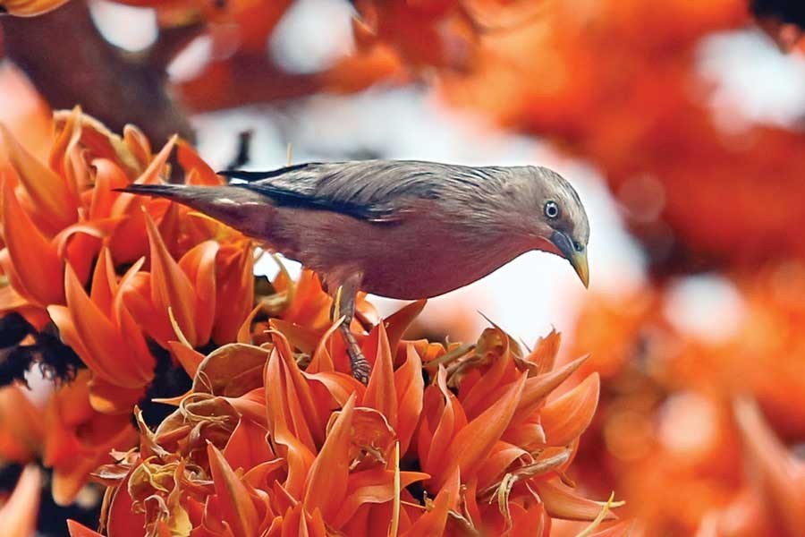 Pahela Falgun, Valentine's Day being celebrated