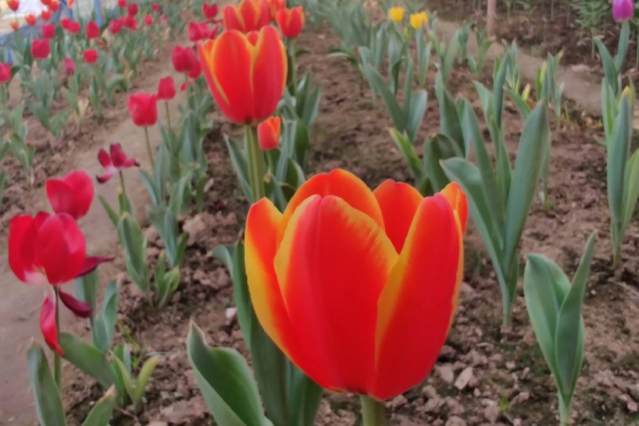 Tulip farming in Gazipur opens new avenue