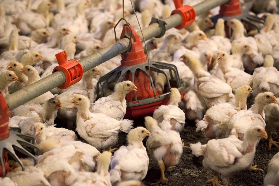 China approves imports of all poultry from US