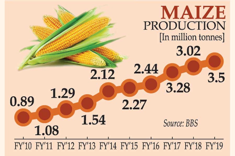 Maize harvest fourfold now